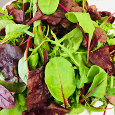 Basic salad mix for sale  SPALDING