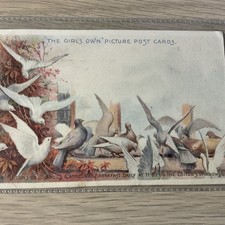 Pigeons paul cathedral for sale  BANBURY