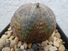 Euphorbia symetrica shown for sale  PLYMOUTH