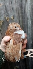 Jumbo coturnix quail for sale  HUNGERFORD
