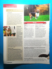 cani beagle usato  Italia