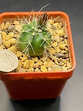Echinocereus knippelianus for sale  MOLD