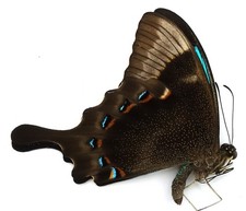 Papilio pericles male d'occasion  Expédié en Belgium