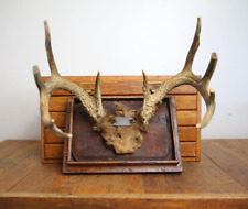 mount small horn deer for sale mount small horn deer for sale Decatur