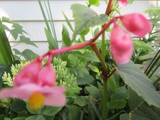 Begonia grandis plant for sale  Charlotte