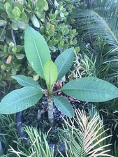 Plumeria frangipani fresh for sale  Downey