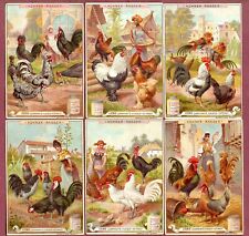 Chicken breeds poultry for sale  MARKFIELD