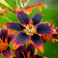 Lilium forever susan for sale  MELTON MOWBRAY
