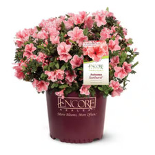 Encore azalea gal. for sale  Buford