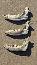 Natural jawbone teeth for sale  Rushford