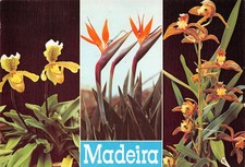 Portugal MADEIRA comprar usado  Enviando para Brazil