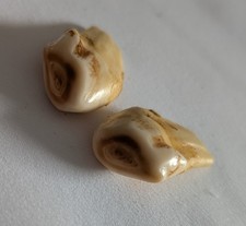 Old elk ivory for sale  Raymond