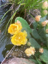 Eastern prickly pear for sale  Victoria