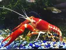 Live procambarus clarkii for sale  Cairo