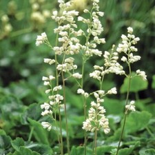 Heuchera sanguinea white for sale  MARCH