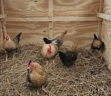 Golden cuckoo maran for sale  Hunlock Creek