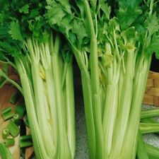 Tendercrisp celery seeds for sale  Minneapolis