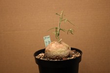 Adenia kirkii 2540 gebraucht kaufen  Overath