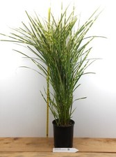 Porcupine grass similar for sale  Albany