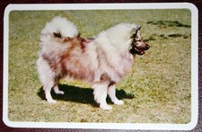 Keeshond barge dog for sale Keeshond barge dog for sale  DERBY