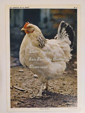Carte photo poule d'occasion  Beaumont-de-Lomagne