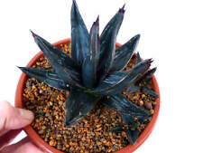 Agave victoriae reginae usato  Napoli