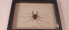 Whip scorpion amblypygid for sale  Clearfield