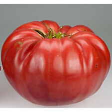 Seeds tomato giant for sale  Phoenix