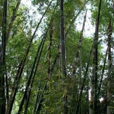 Graines dendrocalamus membrana d'occasion  Sabres