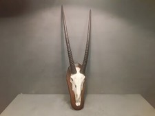 Vecchio trofeo corna usato  Brescia