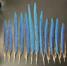 Set feathers blue for sale  Chicago