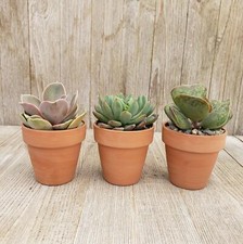 2.5 inch succulents for sale  Fallbrook