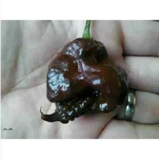Cioccolato carolina reaper usato  Trappeto