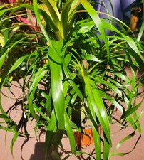Ponytail palm beaucarnea for sale  Saint Petersburg