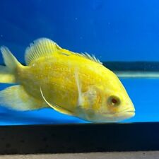 Lemon oscar for sale  USA