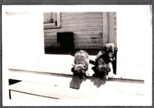 Vintage photograph 1930 for sale  Siletz