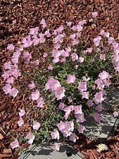 500 seeds showy for sale  Indio