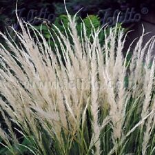 Peruvian feather grass for sale  TRURO