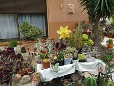 Grand lot plantes d'occasion  Saint-Cyprien