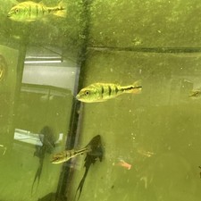 Monoculus peacock bass for sale  Brooklyn