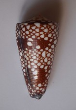 Conus gisellelieae d'occasion  Gazeran