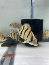 High quality ntt for sale  Saint Louis