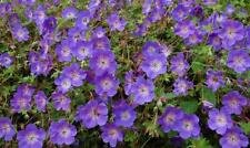 Hardy geranium rozanne for sale  UK