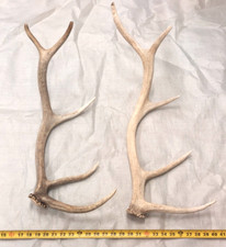 Real elk antlers for sale  USA