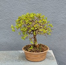 Chinese elm bonsai for sale  NEWPORT