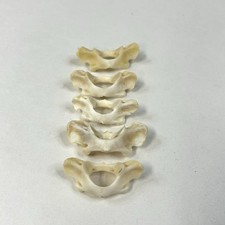 Lot raccoon vertebrae for sale  Waseca
