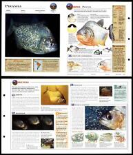 Piranha fish wildlife for sale  SLEAFORD