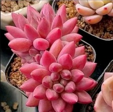 Usado, Cereja Pachyphytum, bem enraizada🏵️apenas uma planta - ab 4cm limite suculento 1 compra comprar usado  Enviando para Brazil
