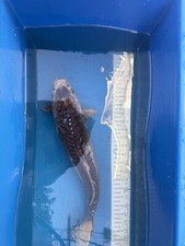 Asagi live koi for sale  Salt Lake City