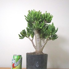 Big jade gollum for sale  Garden Grove